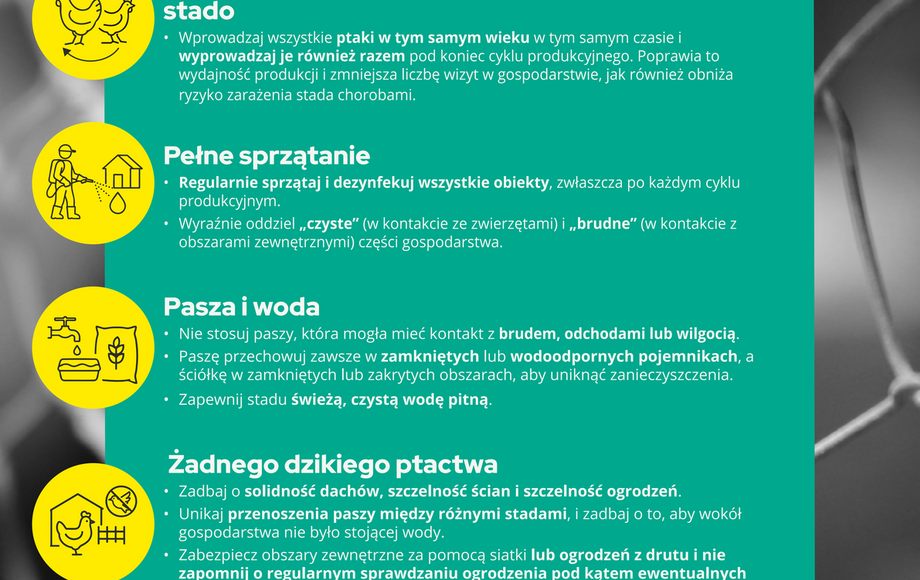 Zasady ochrony drobiu przed grypą i rzekomym pomorem w Grudziądzu